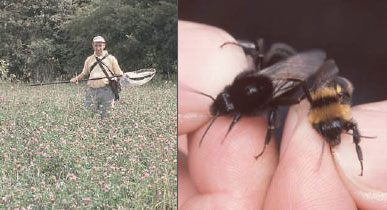 Surveying for bees and wasps