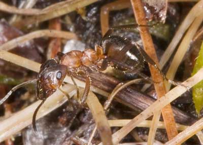 Formica exsecta - an ant of conservation concern